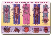Human Body Placemat 